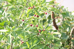 Alangium salviifolium